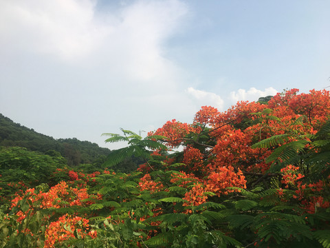 红花凤凰树