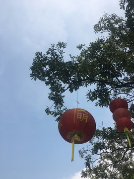 挂在树上的灯笼