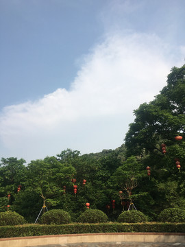 树木与蓝天白云