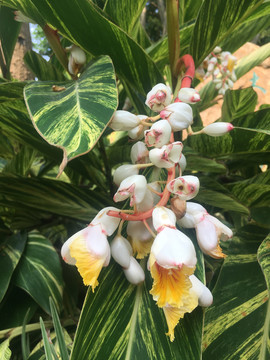 竹芋