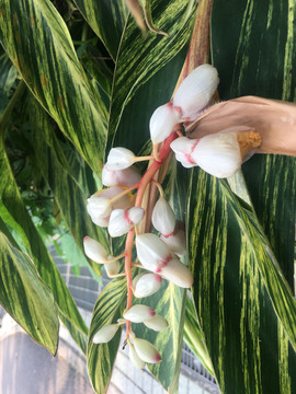 竹芋