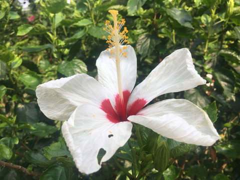 白色扶桑花
