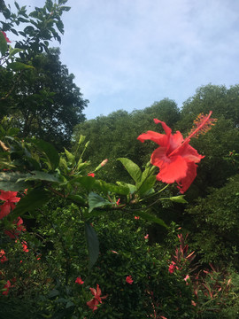 扶桑花枝