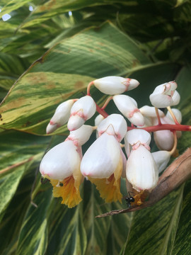 竹芋