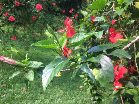 扶桑花枝