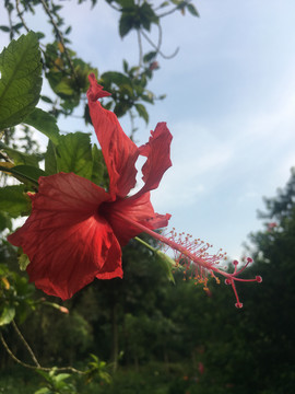一朵大红花