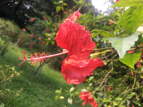 红艳艳的扶桑花