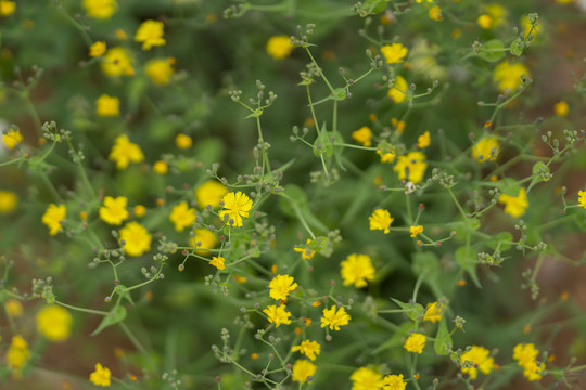 野花黄花苦菜花