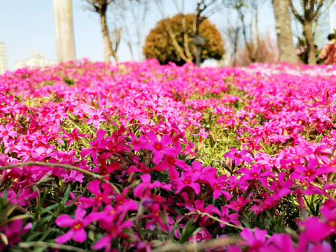 紫色花海