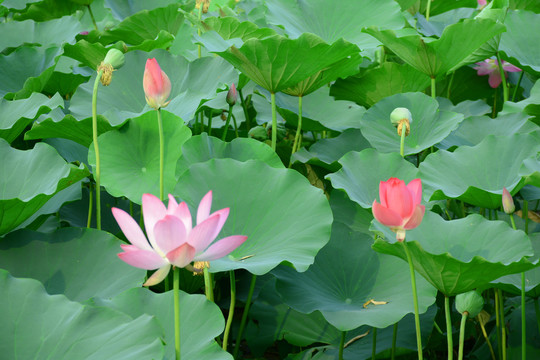荷花
