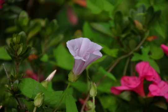 打碗花