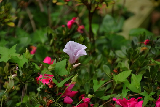 打碗花