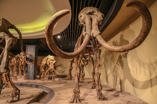 猛犸象骨骼化石