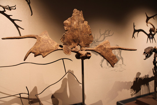 大角鹿化石