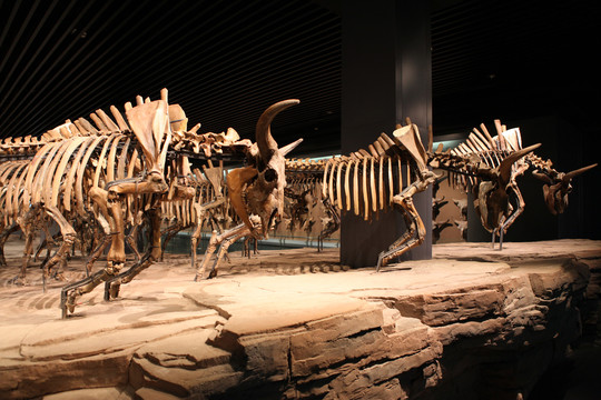 野牛化石