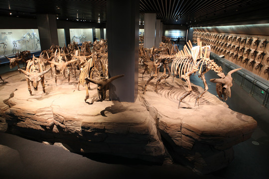 野牛化石