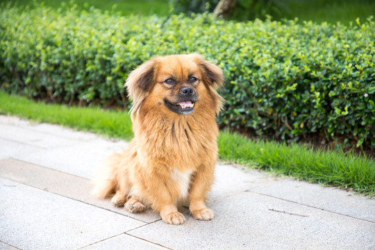京巴犬