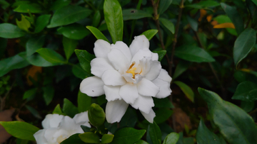 栀子花