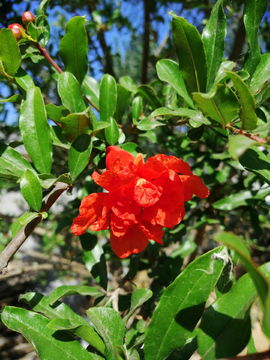 石榴花