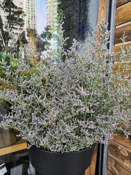 花束