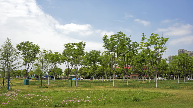 合肥滨湖岸上草原