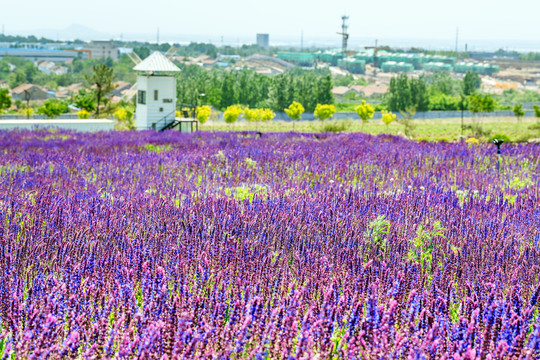 薰衣草花田