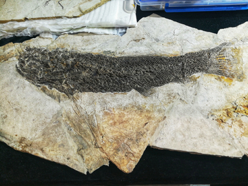 海洋生物鱼化石