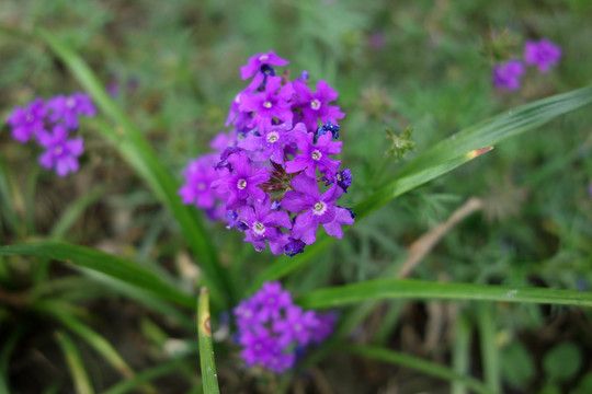 马鞭草