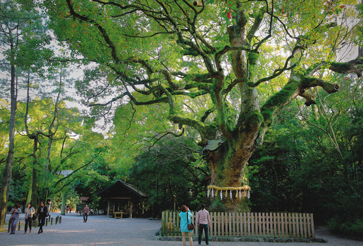 日本古树