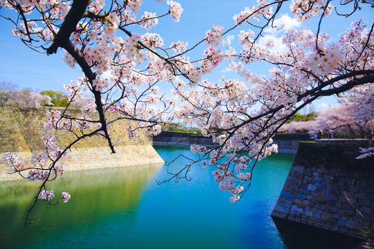 樱花