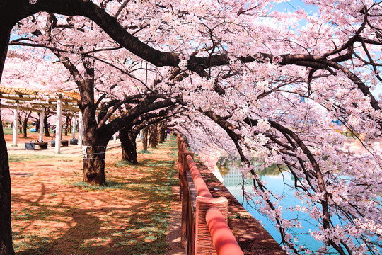 大阪城外樱花