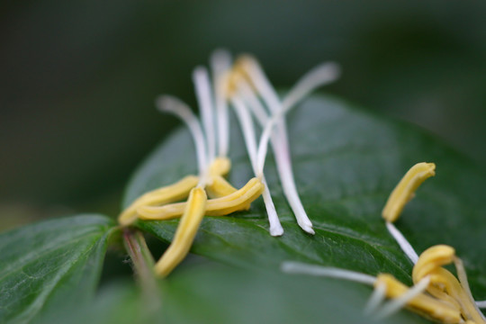 花蕊