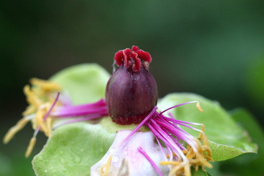 花蕊