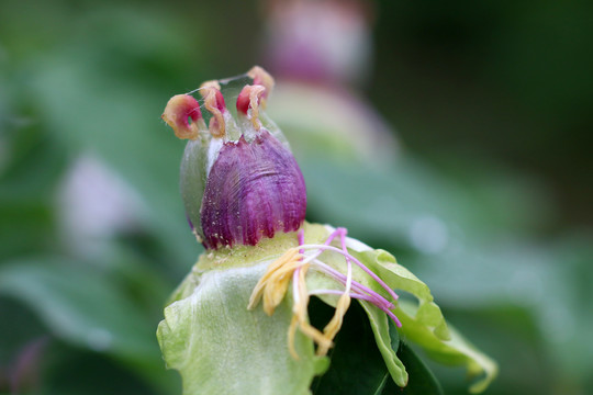 花蕊