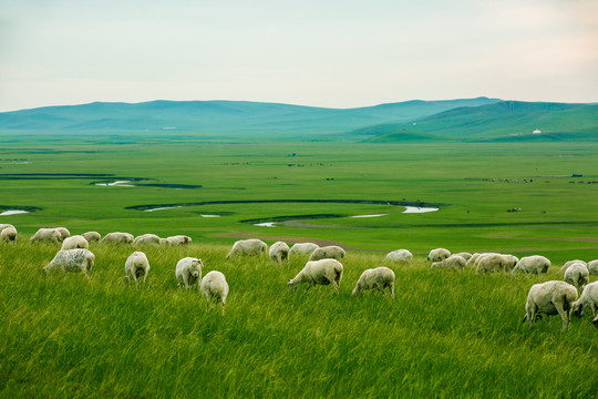 呼伦贝尔草原夏季羊群