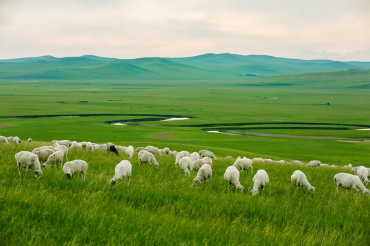 草原羊群傍晚河流