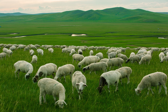草原河流羊群吃草