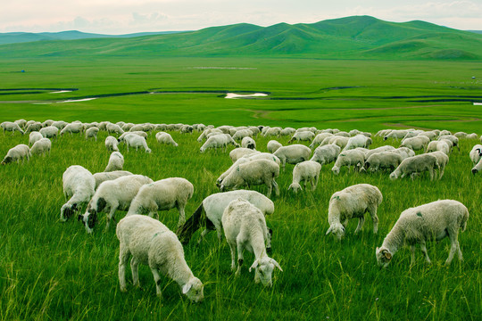 草原羊群河流丘陵
