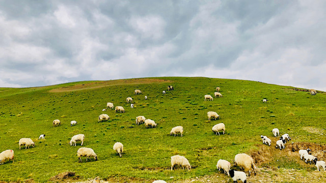 羊群在草原上吃草