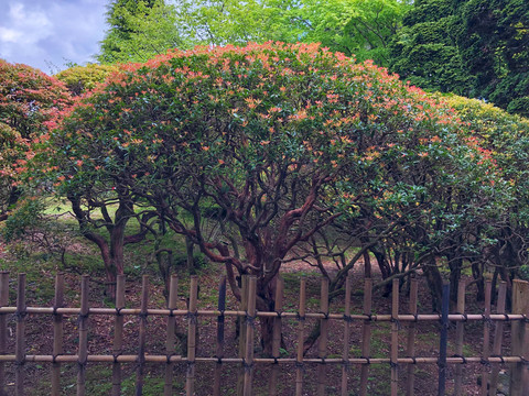 箱根恩赐公园里的枫树
