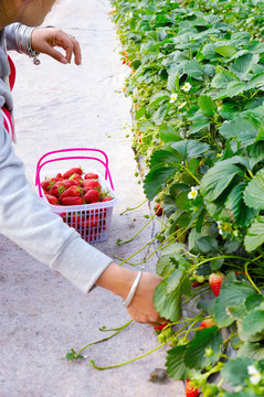 草莓种植