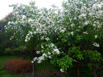 繁花似锦