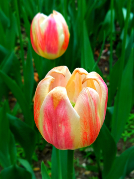 郁金香花海