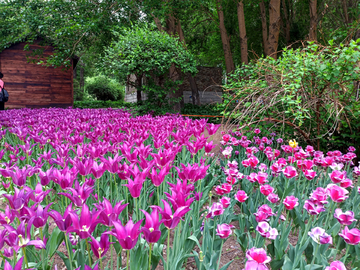 郁金香花田