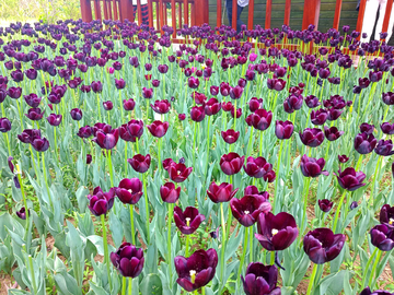 郁金香花海