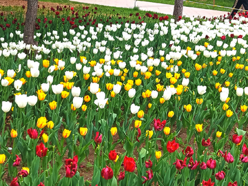 郁金香花田