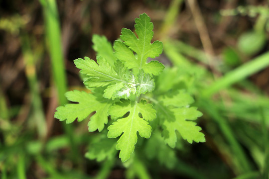 野菊花