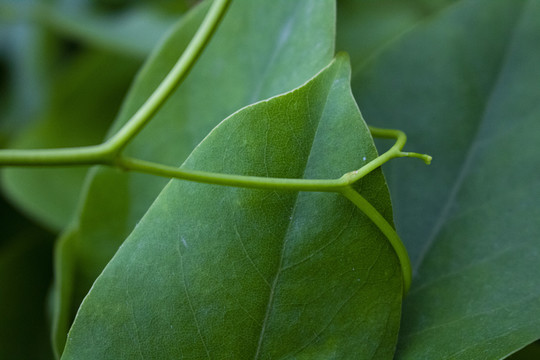 绿叶嫩枝芽