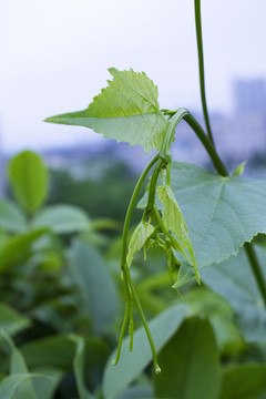 嫩绿叶枝芽