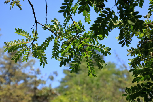 清香木